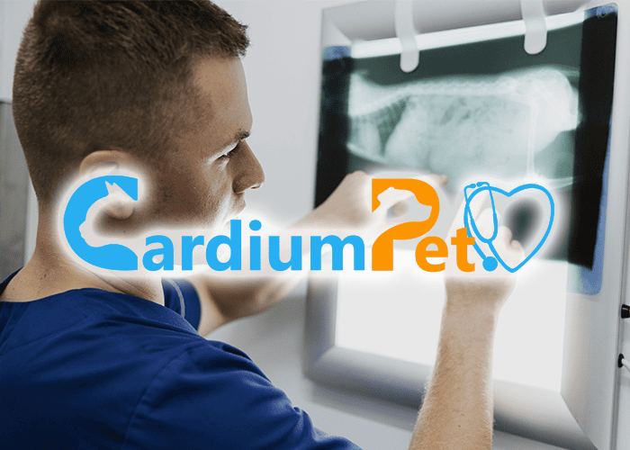 Cardium Pet: personal veterinario realizando estudio de imagen